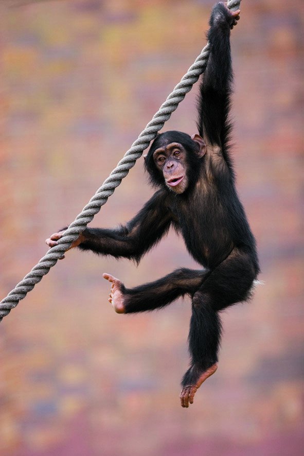 Šimpanzi se točí nejdéle a nejrychleji