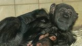 Mládě desetiletí v plzeňské zoo: Šimpanzí holčička Caila se mámy drží jako klíště 