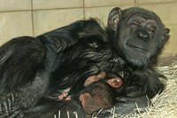 Mládě desetiletí v plzeňské zoo: Šimpanzí holčička Caila se mámy drží jako klíště