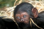 Novoroční mládě šimpanze v plzeňské zoo