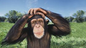 Ještě před deseti lety se mělo za to, že smutek je čistě lidský cit. Nyní se prokázalo, že i šimpanzi truchlí pro mrtvé členy své rodiny a v posledních chvílích se o ně starají.
