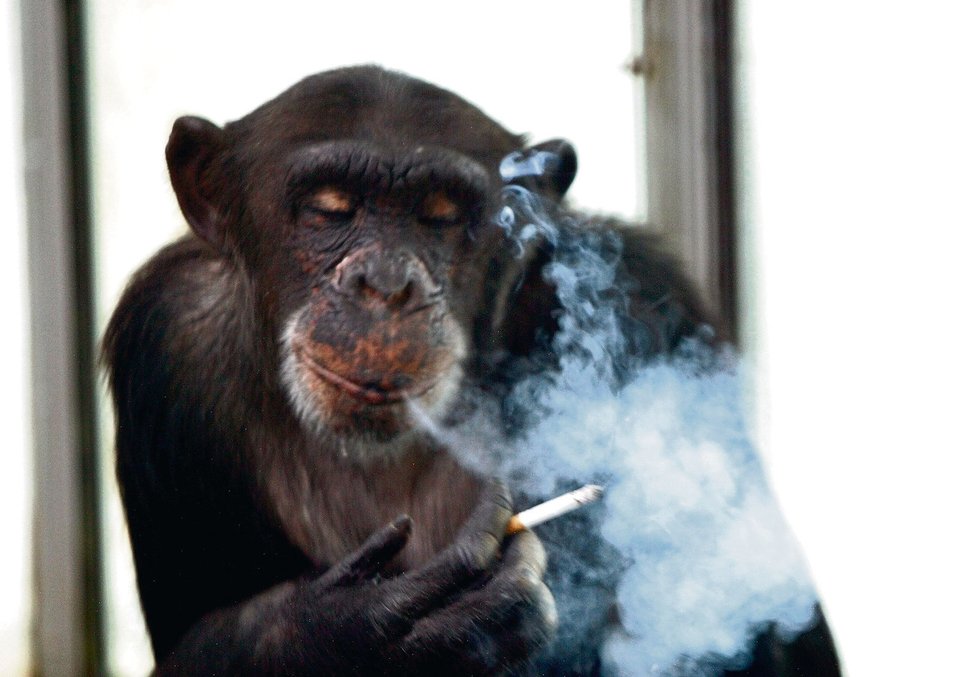 Šimpanzi jsou velice inteligentní zvířata.