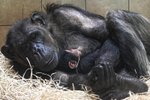 Máma Maria s potomkem, malým šimpanzím samečkem, v plzeňské zoo.