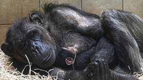Máma Maria s potomkem, malým šimpanzím samečkem, v plzeňské zoo.