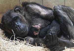 Máma Maria s potomkem, malým šimpanzím samečkem, v plzeňské zoo.