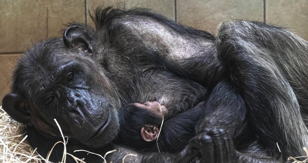 Šimpanzí miminko v Zoo Plzeň: Sameček je vzácný poddruh čego