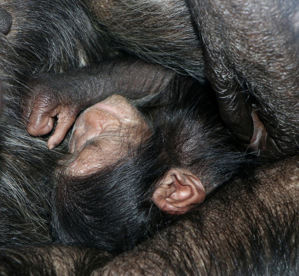 Nový přírůstek v plzeňské zoo, sameček šimpanze