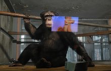 Znudění šimpanzové v zoo: Pusťte nám Popelku!