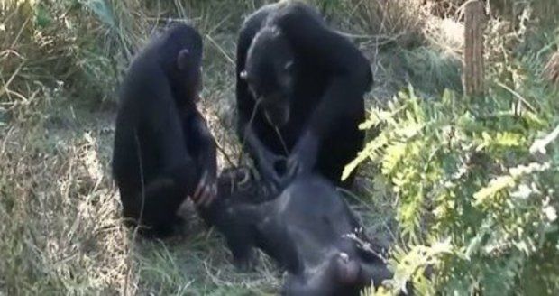 Mají zvířata pohřební rituály? Šimpanz očišťoval tělo svého mrtvého syna