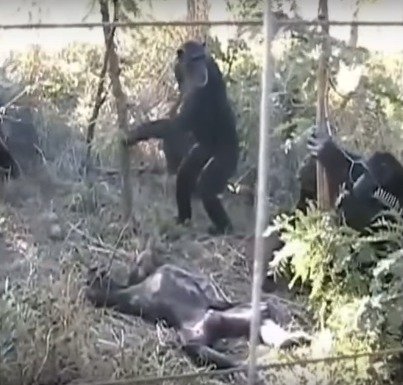 Adoptivní matka šimpanze Thomase mu po smrti začala čistit zuby.