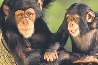 Šimpanzí samičky: Nevěrnice z pralesa