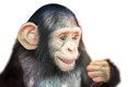 Úsměvem komunikuje s příbuznými mládě šimpanze učenlivého (Pan troglodytes)