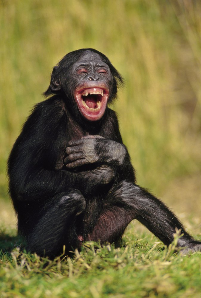 Šimpanzi bonobo (Pan paniscus) se lidem podobají nejvíc, což potvrzuje i jejich smích