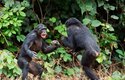 Silnější šimpanz má větší moc a vliv, ale nemusí se stát vůdcem