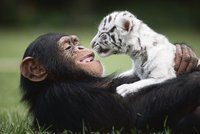 Šimpanzí láska: Pojď se přitulit...