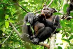 Skupinu šimpanzů pojídajících želví maso zachytili na video vědci v gabonském národním parku Loango.