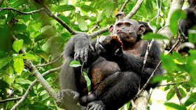 Unikátní záběry vědců: Natočili šimpanze, jak loví želvy a rozbíjí krunýře o stromy