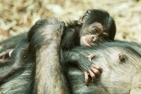 Velká radost v ostravské zoo: Po 10 letech se tu narodilo mládě šimpanze