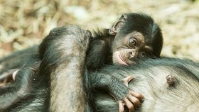 Mládě šimpanze hornoguinejského narozeného v roce 2020 v ostravské zoo.