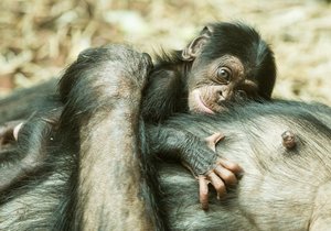 Samice šimpanze se stará o své mládě v ostravské zoo zatím ukázkově, i když je prvorodičkou. Foto: ZOO