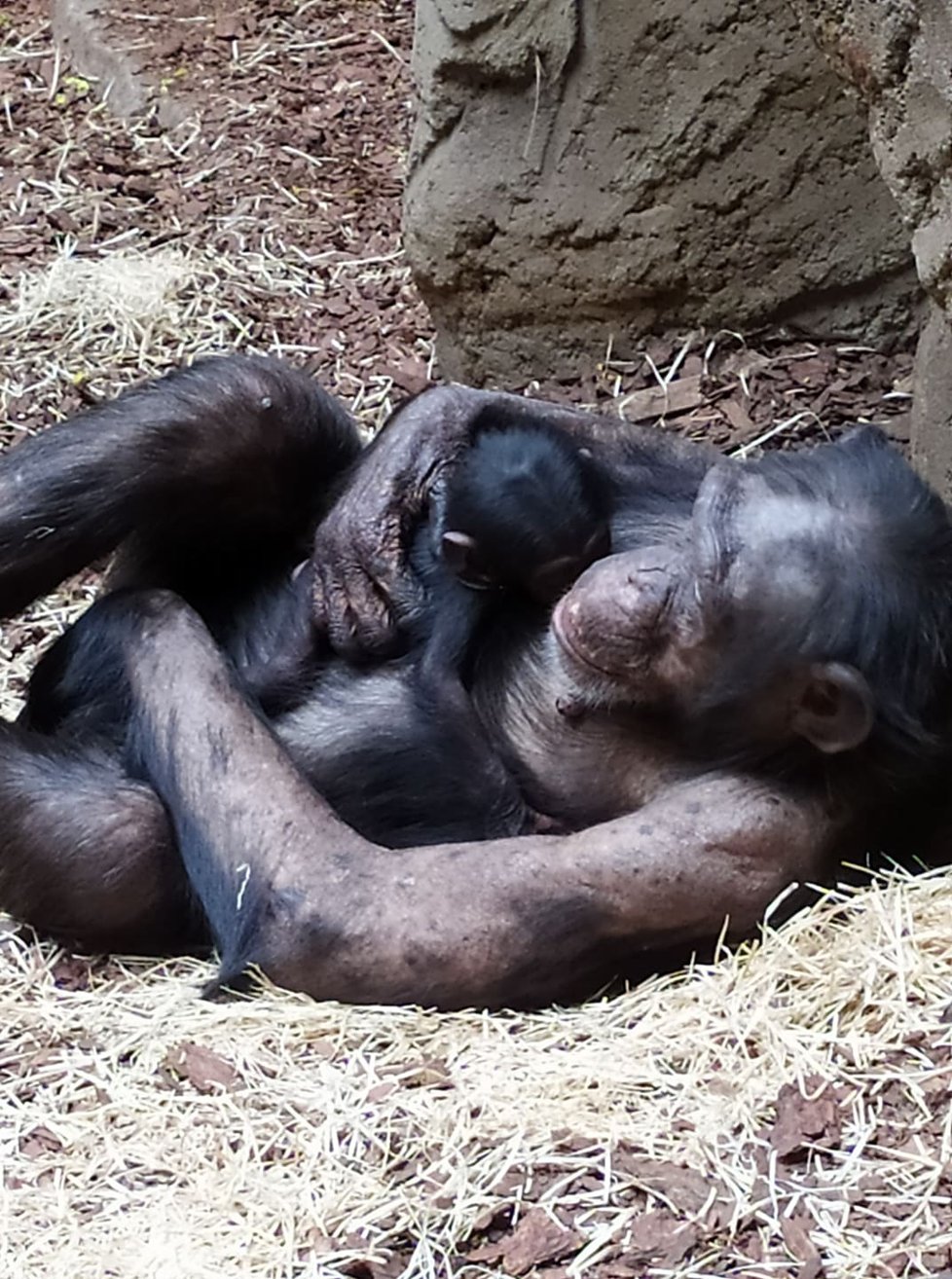 Samice šimpanze se stará o své mládě v ostravské zoo.