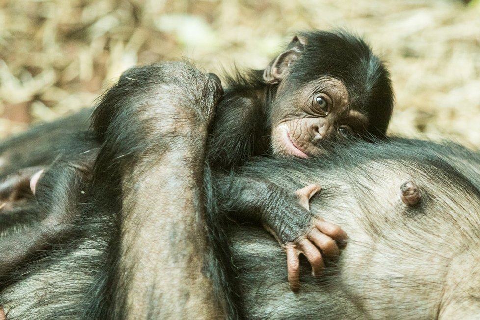 Samice šimpanze se stará o své mládě v ostravské zoo zatím ukázkově, i když je prvorodičkou. Foto: ZOO