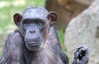 Zoo Plzeň zítra pokřtí malého šimpanze: Hlasovaly tisíce lidí