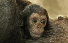 Jméno dostane mládě vzácného šimpanze čego v Zoo Plzeň už zítra, kdy zároveň oslaví třetí měsíc od svého narození. Zda bude Djimon, Dumay, nebo Dakari je zatím tajemstvím.