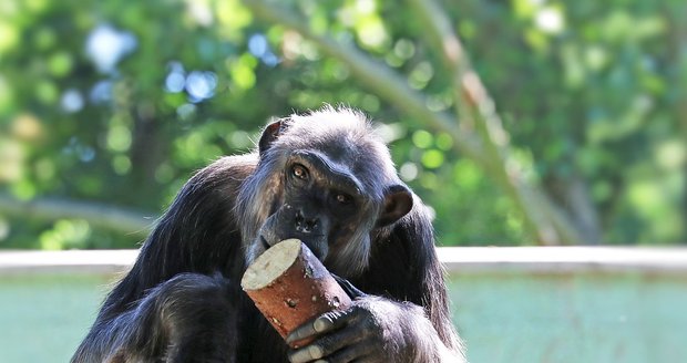 V zoo Plzeň uhynul šimpanz Bask (†28). Měl srdeční problémy.