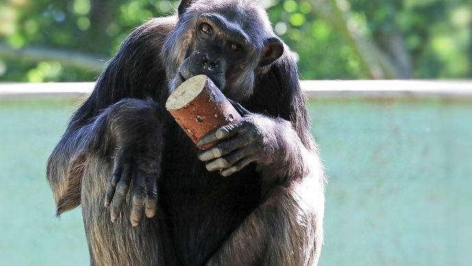 Šimpanzi se rádi opičí