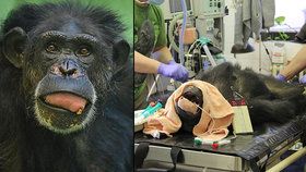 Šimpanzici Zuzce z hodonínské zoo vytrhli lékaři tři zuby napadené kazem.