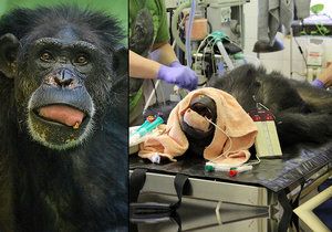 Šimpanzici Zuzce z hodonínské zoo vytrhli lékaři tři zuby napadené kazem.