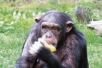 Berlín: Šimpanz ukousl řediteli ZOO prst