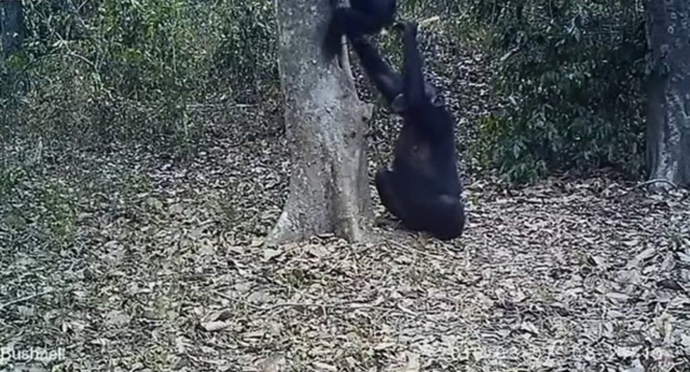 Šimpanzi jsou velice inteligentní zvířata.