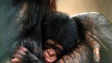 V Pobřeží slonoviny odhalili nelegální obchod s mláďaty šimpanze: Za jednu opičku chtějí pašeráci 300 000