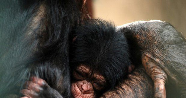 V Pobřeží slonoviny odhalili nelegální obchod s mláďaty šimpanze: Za jednu opičku chtějí pašeráci 300 000