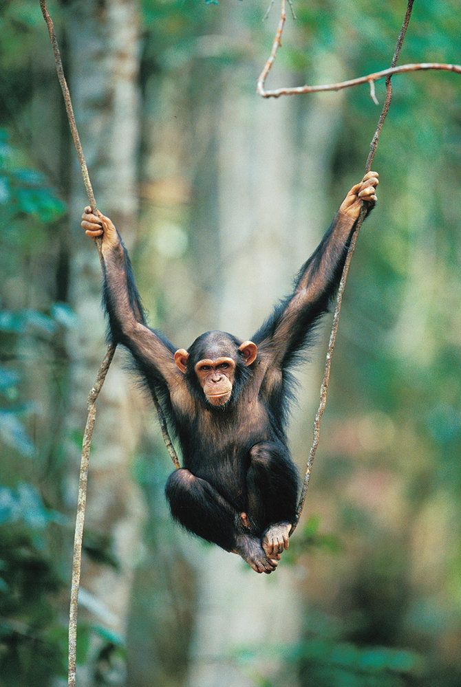 Šimpanzi se na rozdíl od goril mnohem častěji pohybují v korunách stromů