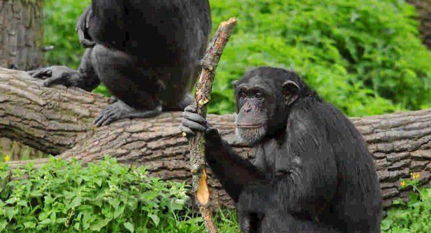 Šimpanzi nám pomáhají pochopit minulost