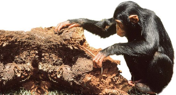 Na lovu mravenců: Proč šimpanzi nežerou jen ovoce