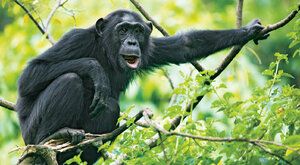 Vodní inženýrky: Šimpanzice kopou studny