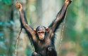 Šimpanzi se na rozdíl od goril mnohem častěji pohybují v korunách stromů