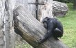 Díky dlouhým prstům šplhá šimpanz hravě i po kmenech.