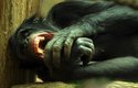 Šimpanzi zuřivě brání svá teritoria a často vyrážejí loupit a přepadat své sousedy
