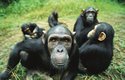 Tlupy šimpanzů nezabili žádnou gorilu. mohou mít až 50 členů, ta sledovaná jich měla 27