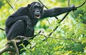 V oblasti jejich výskytu dnes odhadem žije přibližně 50 tisíc šimpanzů východních