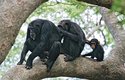 Na noc se šimpanzi uchylují na stromy, ale přes den dávají přednost pohybu na zemi