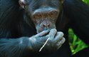Šimpanz si ke šťourání v nose vyrobil nástroj, dosáhne jím dál než prstem