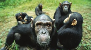 Válka šimpanzů s gorilami: Jak šimpanzi poprvé zabili gorily