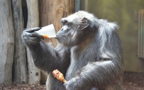 Šimpanz Dingo slupnul nanukovou pochoutku během chvilky. Klidně by si dal i další porci.