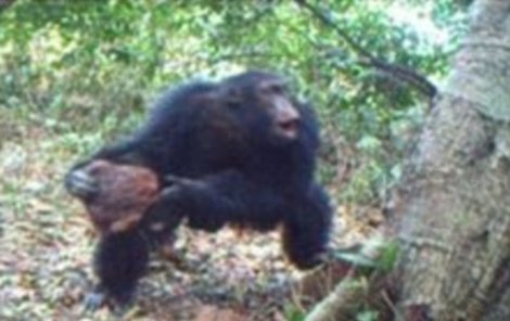 Šimpanzi strom chvíli sledovali a pak do něj buď vhodili, nebo vložili kámen.